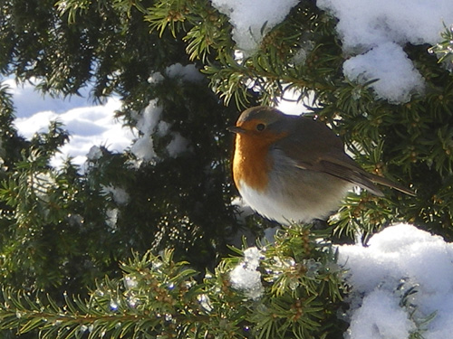 A park visitor (or resident?) 